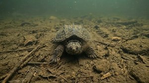 Meet the Alligator Snapping Turtle (Macrochelys temminckii), the largest freshwater turtle in North America and one of the most powerful ambush predators hiding beneath river surfaces. With a massive head, spiked shell, and crushing jaws, this turtle relies on patience rather than speed. It sits motionless on river bottoms with its mouth wide open, using a worm-like appendage on its tongue to lure curious fish directly into its jaws. That bite is no joke. The alligator snapping turtle possesses 