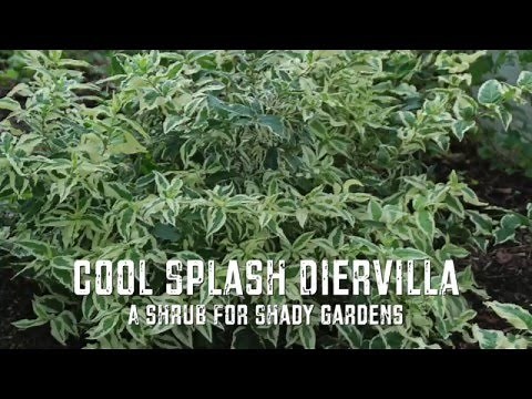 Cool Splash Diervilla - A Shrub for Shady Gardens