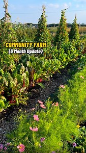 Eps.3 Growing for the community 🌱 6 months ago I took on this field full of stones and perennial weeds, and it’s definitely not been easy, but now it’s bursting with life—vegetables, perennials, and flowers all growing side by side. It’s incredible to see how quickly nature responds when you work with it. 😊🍅🌽 In spite of the draught we’ve had, earlier this month our first full harvest went straight to a local food share, and they continue to each week now. From seed to table, grown for the c
