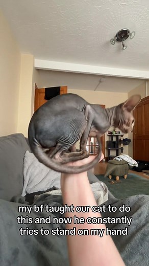 CONSTANTLY he loves it idk why #diptok #sphynxcat #catvideo #catlover #silly