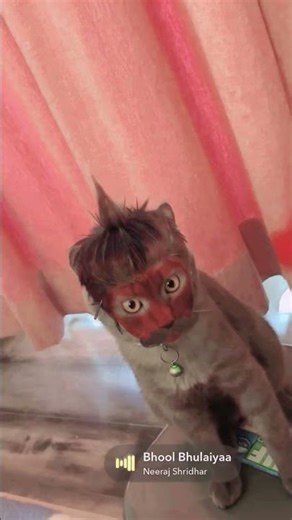 Billi Ko Movie Ka Nasha 🐈💓🐈💓 #video #new #billiyon #cat #love #billi #song