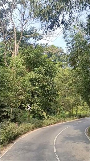 Cruising Through Sreemangal’s Green Tunnel 🍃 | A Drive in Paradise