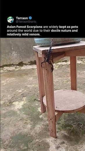 Pet Asian Forest Scorpion climbs down table on command!