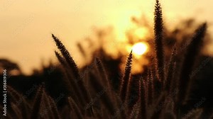 Beautiful and dramatic sunset view with gracefully moving Pennisetum alopecuroides, known as Chinese fountaingrass or dwarf fountain grass Stock Video