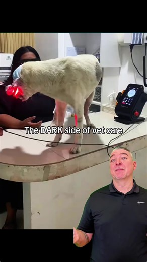 Natural Remedies for Common Dog Health Issues