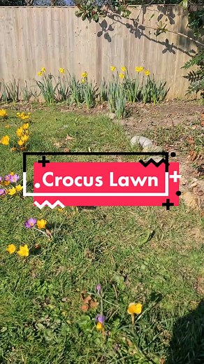 Beautiful Spring Crocus Blooming: A Colorful Display of 500 Bulbs