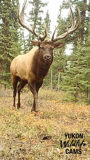 Bull elk - Autumn 2024 | Yukon Wildlife Cams