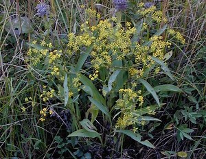 Bupleurum falcatum - Alchetron, The Free Social Encyclopedia