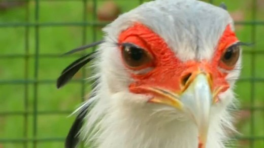 Scientists are studying the snake-hunting ability of the secretary bird from sub-Saharan Africa, which can kick a snake to death with a force five times its own body weight - | Reuters UK
