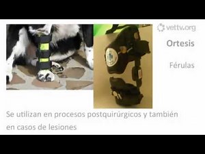 Férulas inmovilizadoras caninas