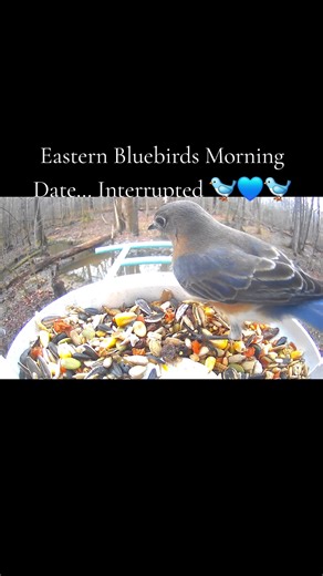 Chickadee Takes Over the Feeder: A Nature Drama