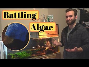 Maintaining a Turtle Tank - Understanding Algae