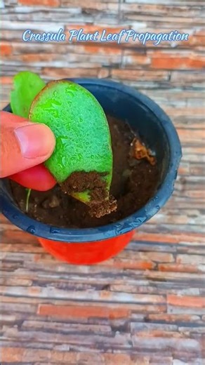 Plant Propagation by Leaf Cutting(Crassula Ovata)#shorts #trending #plants #gardening #winter #diy