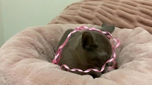 1.3K views · 23 reactions | Sold !!! Blue boy who’s just cool | Brampets Burmese Cats | Facebook