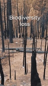 4.5K views · 157 reactions | If bison went extinct, we’d lose our...