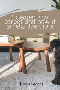 (Solved) I Cleaned My Carpet And Now It Smells Like Urine