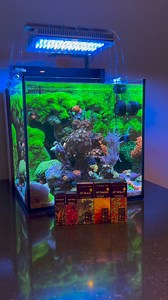 Thursday vibes come with the mixed reef tank 😍🪸 🎥: IG @reefluo #poweredbyaquaforest #aquaforest #hybridprosalt #reefcare #saltwateraquarium #coralcare #aquariumlovers #marinelife #reeftank #probioticbacteria #coralhealth #oceanecosystem #aquariumenthusiast #aquariummaintenance #saltwaterlife #underwaterbeauty #marineaquarium #aquariumaddict #coralreef #healthycoral #aquaticlife | Aquaforest