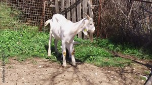 yeanling, goatling, group, brown, livestock, head, newborn, motion, meat, weird goat, mouth, spring, country, feeding, graze, domesticated, environment, wool, offspring, country site, crazy goat, natu