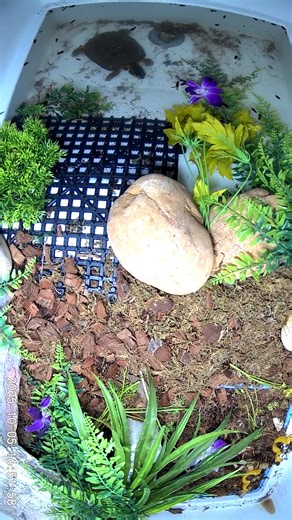 10K views · 511 reactions | We've had a Wood Turtle patient in care...