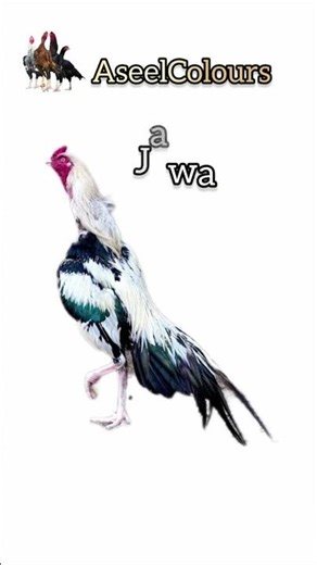 aseel breed information #shortsfeed #shortfeed #shortvideo #shorts #short #comedyshorts#cooking