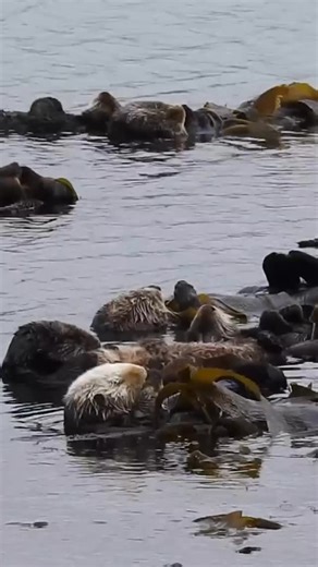 459 reactions · 35 shares | Peace on Earth, goodwill toward all creatures. Happy holidays from the staff and volunteers of Sea Otter Savvy. Stay Savvy! #AllIWantForChristmas #MerryChristmas #peaceonearth #happyholidays | Sea Otter Savvy | Facebook