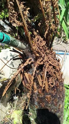 safest way to water tree fern