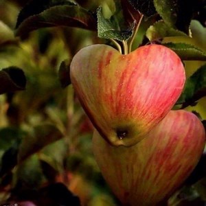 96K views · 2.1K reactions | Beautiful hearts found in nature! Most Beautiful Photos in the World | Most Beautiful Photos in the World | Facebook