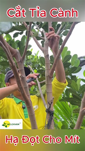 Hướng dẫn cắt tỉa cành tạo tán cho mít. #mit #welofarm #sieuthicaygiongwelofarm #kythuattrongcay #xuhuong