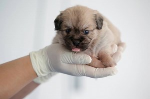 Man’s best friend 2.0: China offers pet cloning services