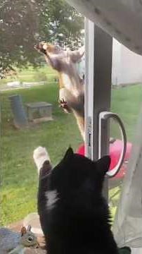 cat_squirrel