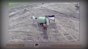 This says it all. Slow feeding through a net makes horses healthy and your wallet happy! | Texas Haynet
