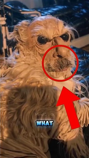 Humans Are Forcing Animals to Evolve Faster #Evolution #AnimalFacts #HumanImpact