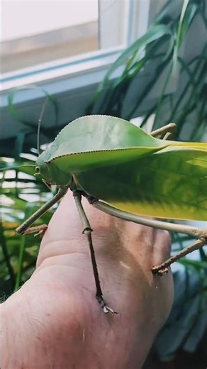 Watch This Incredible Insect Transformation / Animal Transformation😱😱😱