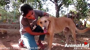 Animal rescue centre treat and heal enormous abscess on dog