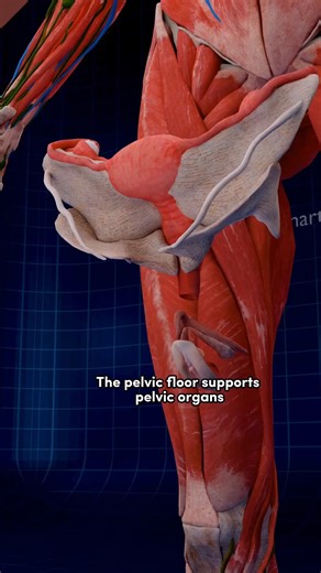 El suelo pélvico: el héroe anónimo de tu cuerpo 💪 . . ### El suelo pélvico y sus funciones #### Soporte de órganos pélvicos - El suelo pélvico proporciona soporte esencial para órganos clave, entre ellos: - Vejiga - Útero - Recto #### Papel en el control de la vejiga y los intestinos - Los músculos del suelo pélvico desempeñan un papel fundamental en el mantenimiento del control de la vejiga y los intestinos, evitando fugas y promoviendo el funcionamiento adecuado. #### Músculos del esfínter - 