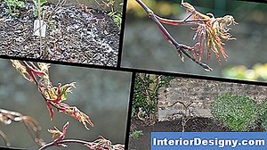 Jardin: Pourquoi Mon Érable Rouge Ne Devient Pas Rouge - 2026 | Fr.Interior-Designy.com