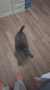 Rocky takes meal time very seriously! While Rocky enjoys hanging out with his foster family, he is looking to find a home of his own. His ideal home would be with someone who is home more often than not because he needs frequent potty breaks; Rocky is okay with wearing belly bands and diapers though. He gets along great with cats and other calm dogs. Rocky would do well in a quiet home that is adult only or has dog savvy kids. Overall, Rocky is a sweet boy who enjoys exploring on walks and loves