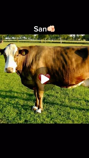 🕷️🖤 on Instagram: "Hech narsa bizni ajratolmaydi❤️‍🩹😂 #uzb #uzbek #uzbprikol #prikol #prikoluz #prikollar #kulguli #xazl #dost #dostlar #jigar"