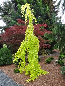Fagus sylvatica 'Aurea Pendula' Weeping Golden European Beech