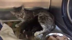 4.8K views · 131 reactions | CODE RED - LAST CALL!!! The shelter just...