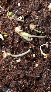 Seedlings sprouting at Cookies { One Log } 🌱🌱🌱 | Cookies