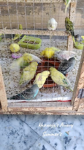 Khawaja's Aviary on TikTok