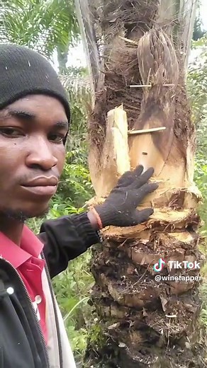 Palm Wine Tapping Process Explained Step by Step