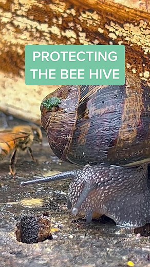 Honey #BEES defend their #hive against unwanted #pests 🐝 🍯 #snail #mite @DAPPestControl #instecttok #beekeeper #honey #pestcontrol #dappestcontrol #defender #queen #savethebees #beetok #insects #fyp #fypviralシ #bugs #sting #naturevibes #foryou