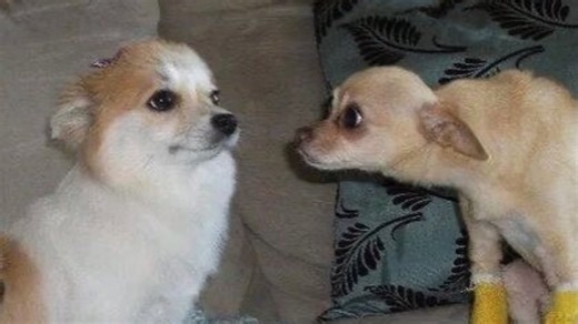 『kapelsu』autopilot results! booster [listen once]‖自动播放助推器