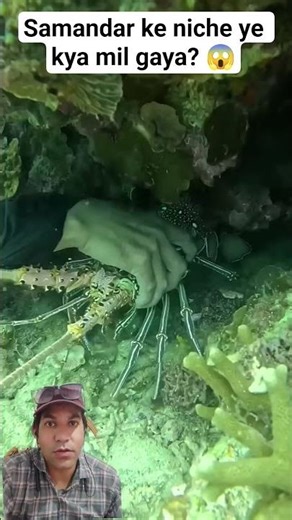 Catching Wild Lobsters Underwater 😱🦞 #shorts