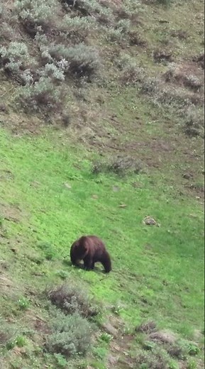 Hunting GIANT Mountain Bears!