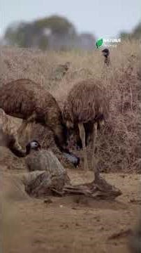 Why Australia LOST a War Against THIS Bird! 😳🇦🇺 | Emu Mini-Doc