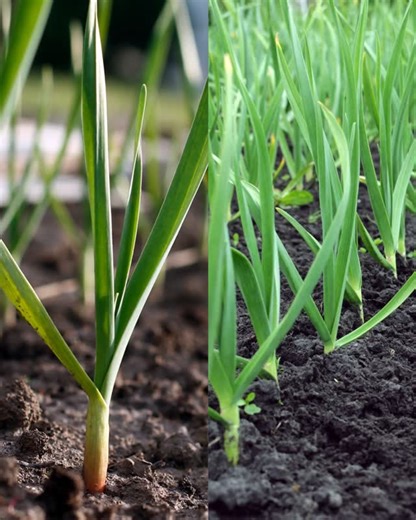 Fertiberia TECH España on Instagram: "🧄 Neoforce Soil, tu aliado contra nemátodos en ajo chino y ajo morado. Este bioestimulante combina bioactivos de origen fermentativo y aminoácidos vegetales obtenidos por hidrólisis enzimática, con tecnología Care que impulsa el crecimiento de nuevas raíces y la elongación de las existentes, mejorando la absorción de agua y la disponibilidad de nutrientes. 🛡️ Protege tu cultivo y crea un ambiente hostil para nemátodos fitopatógenos, promoviendo un equilibr