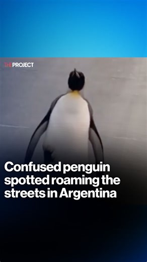 A confused penguin has been wandering the streets of Argentina by a driver. Looks like someone took the wrong turn... Credit: X/Rainmaker1973 | The Project